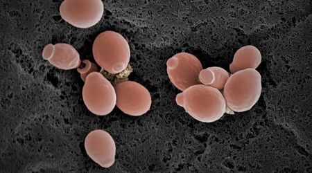 Candida mantarı nedir