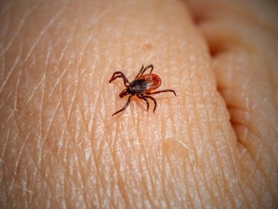 lyme hastalığı nedir?