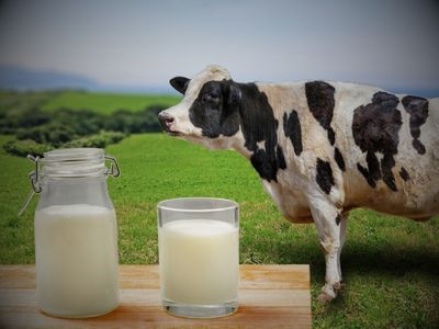 inek sütü ve laktoz intoleransı